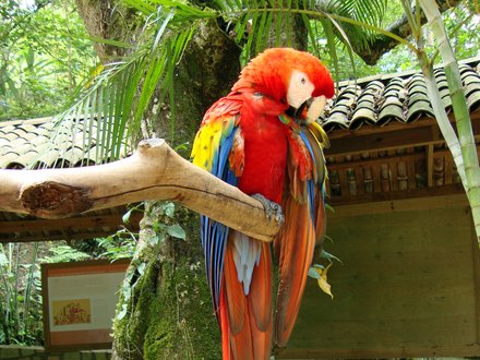 Copán Ruinas Birdpark