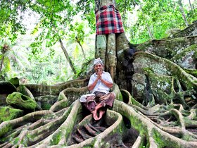Banyanbaum bei der Goa Gajah - Bali - Sprachcaffe Reisen