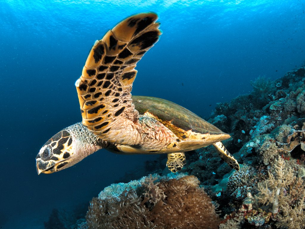 Meeresschildkröte - Tauchen bei Komodo