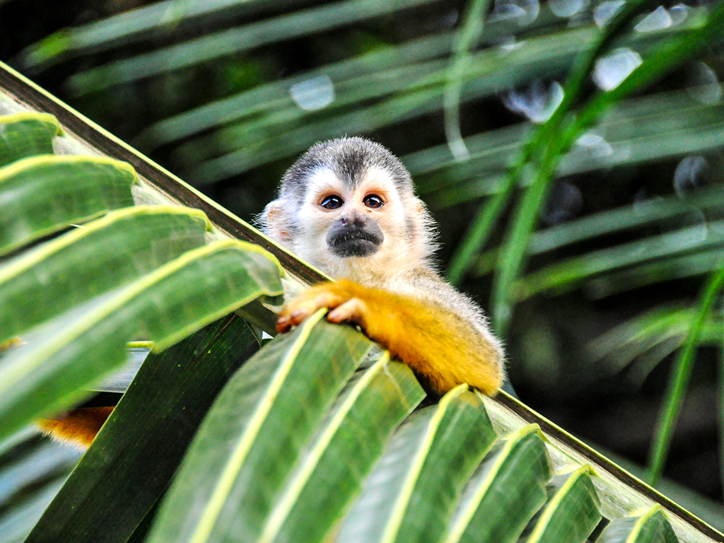Costa Ricas neugierige Tierwelt