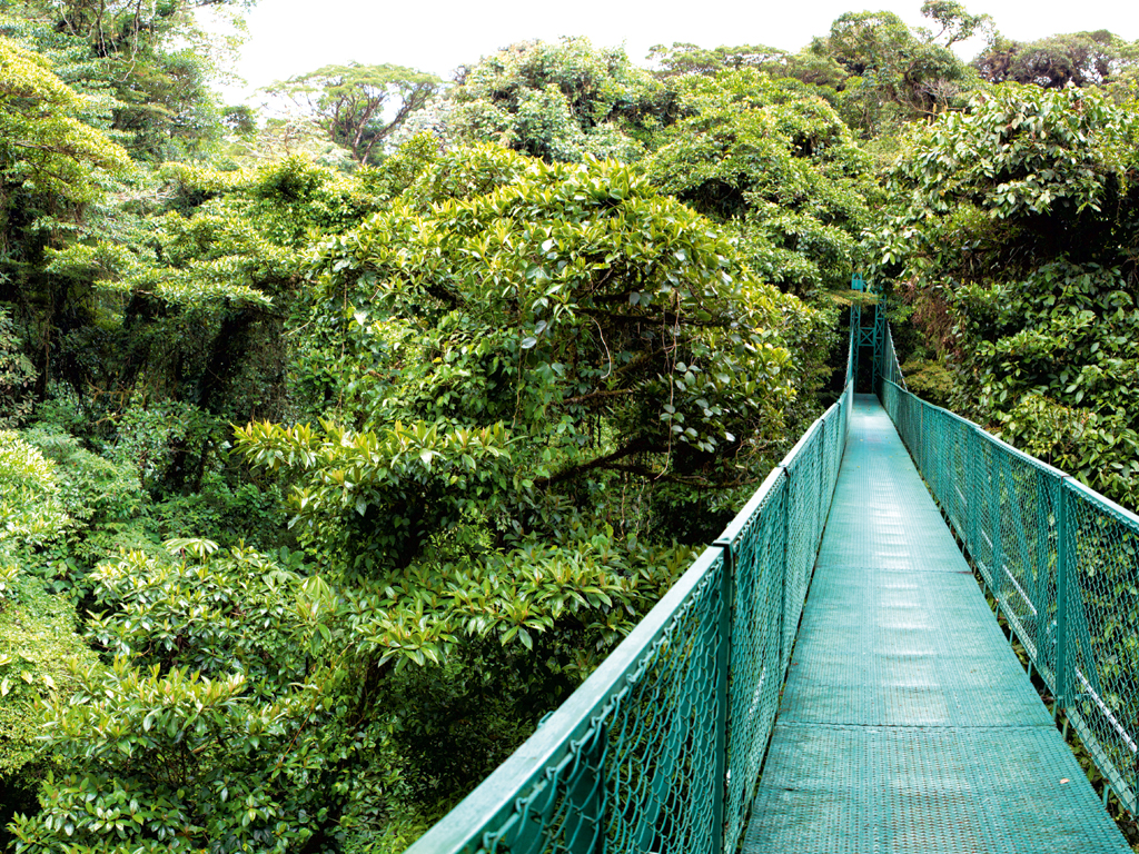 Regenwald Costa Rica