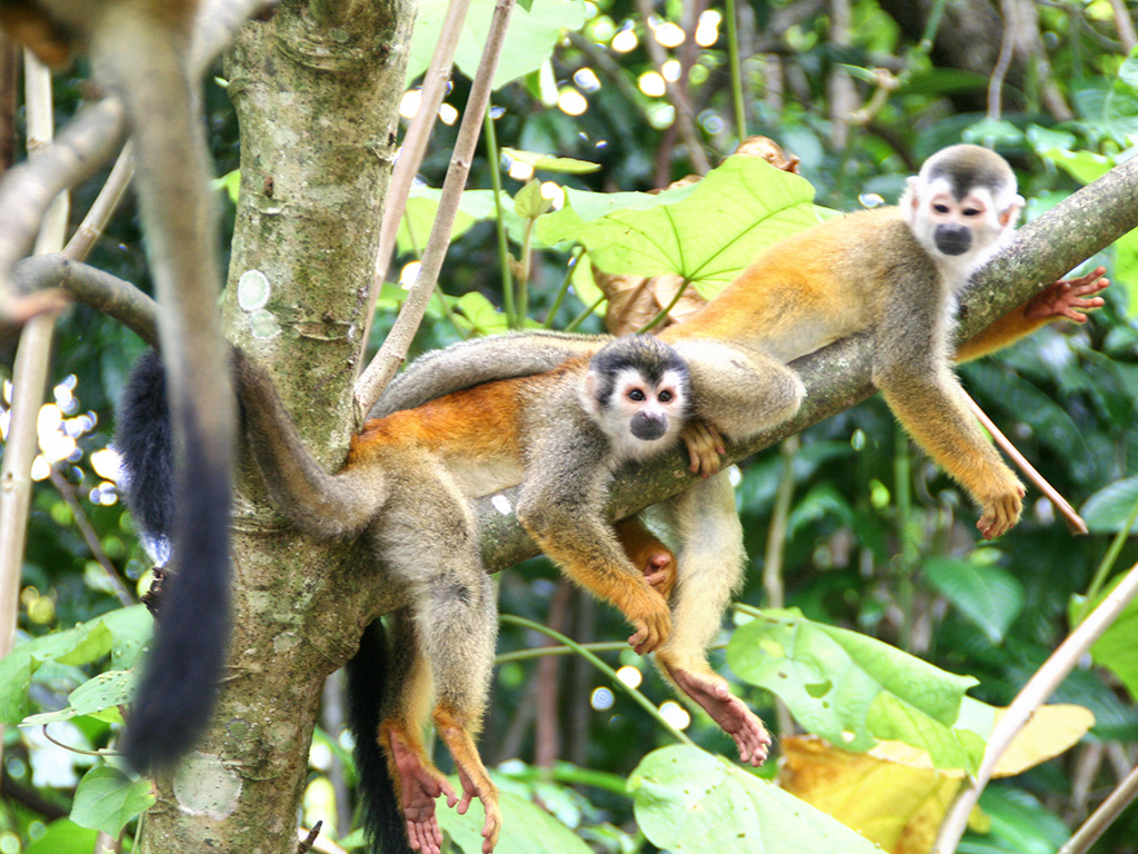 Nationalpark Manuel Antonio in Costa Rica