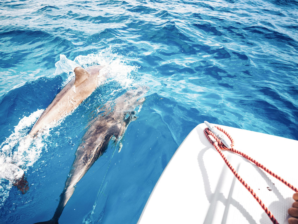 Delfine vom Boot beobachten