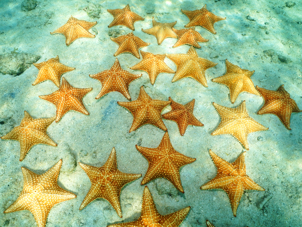 Playa de las Estrellas in Bocas del Toro