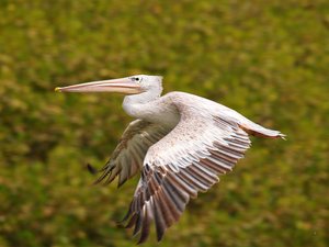 Pelikan Costa Rica