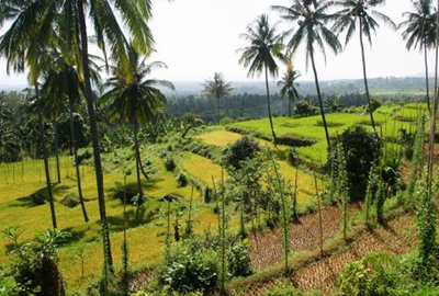 Ubud - Landschaft