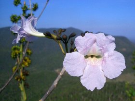 Soroa - Orchideen