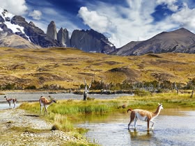 Llama Torres