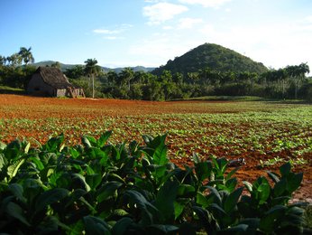 die Tabakplantagen in Kuba