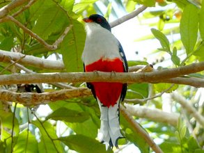 Kuba Urlaub - Vogelbeobachtung - Tocororo