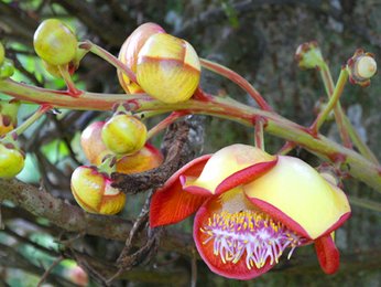 Soroa Orchidee