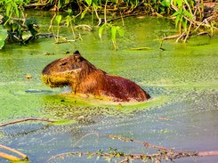 Capivara Capivara