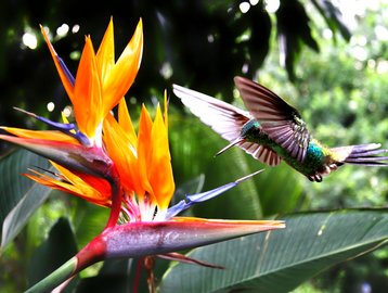 Monteverde
