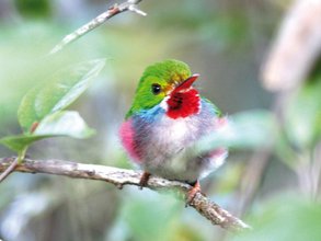 Kuba Urlaub - Vogelbeobachtung - Nationalpark Ciénaga de Zapata