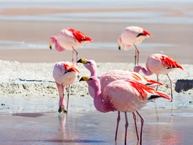 Flamingos
