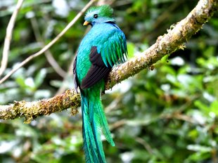 Quetzal Vogel Panama