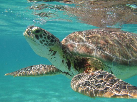 Schildkröten in Akumal Mexiko