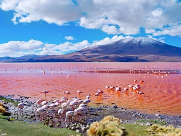 Bolivien - Laguna Colorada