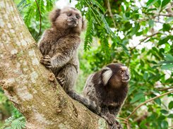 Marmoset Marmoset