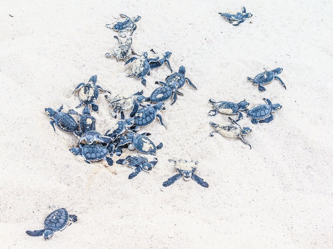 Schildkröten
