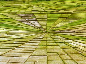 Reisfelder bei Lembor - Highlight Flores