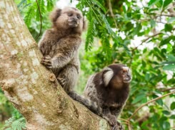 Marmoset Marmoset