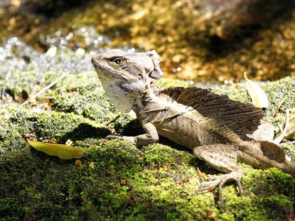 Reptil im Naturschutzgebiet