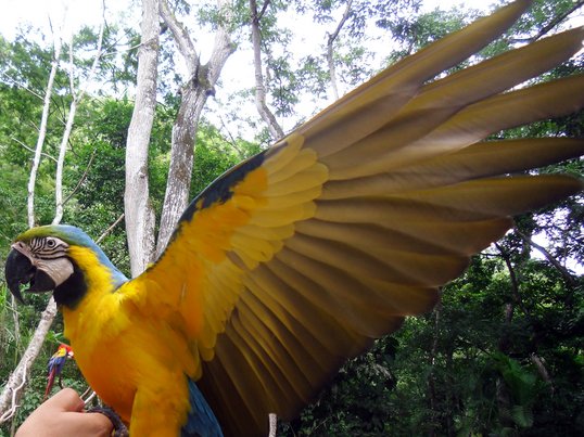 Birdpark in Copán, Honduras