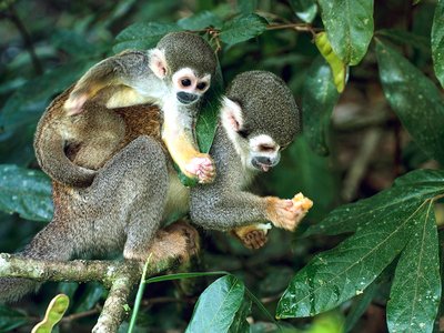 Costa Rica Tiere