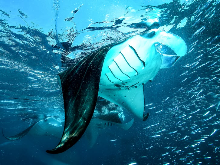 Mantarochen Costa Rica